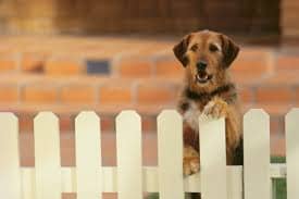 Home security dog