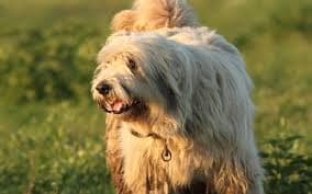 Romanian Mioritic Shepherd dog