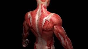 Muscle chemical changes causing always tired feeling