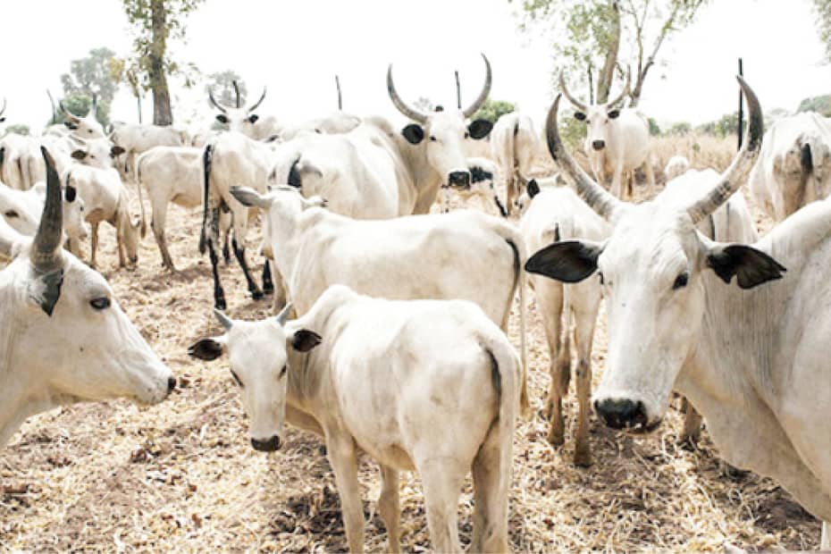 Cattle Breeding In One Place Is Expensive – Miyetti Allah