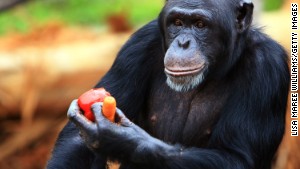 Mysterious chimpanzee behavior may be evidence of 'sacred' rituals